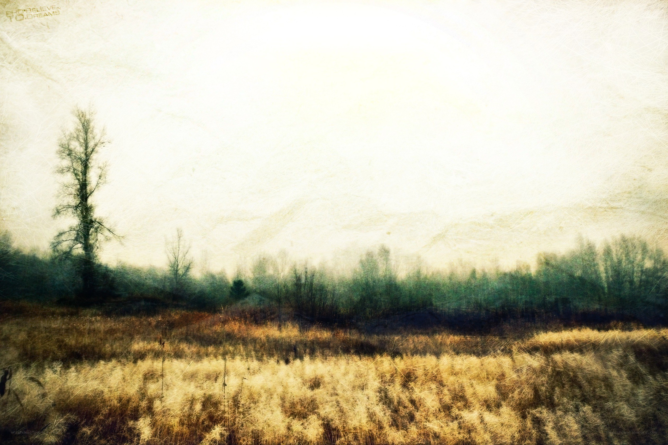 Misty field with lone tree