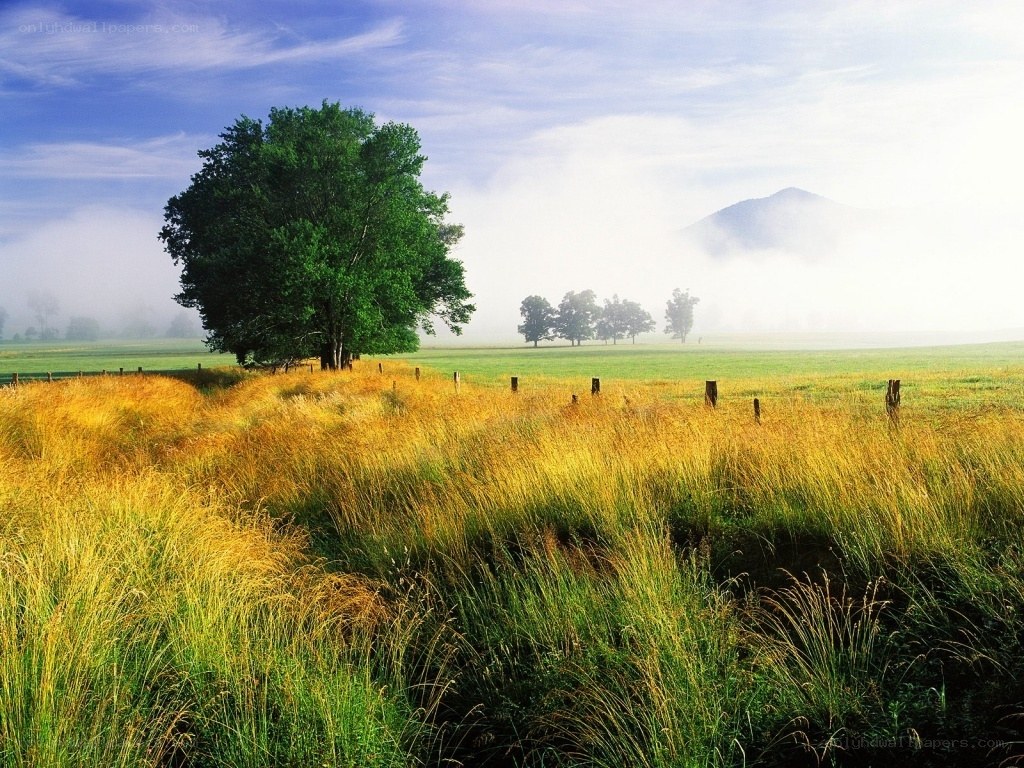 Misty field with lone tree