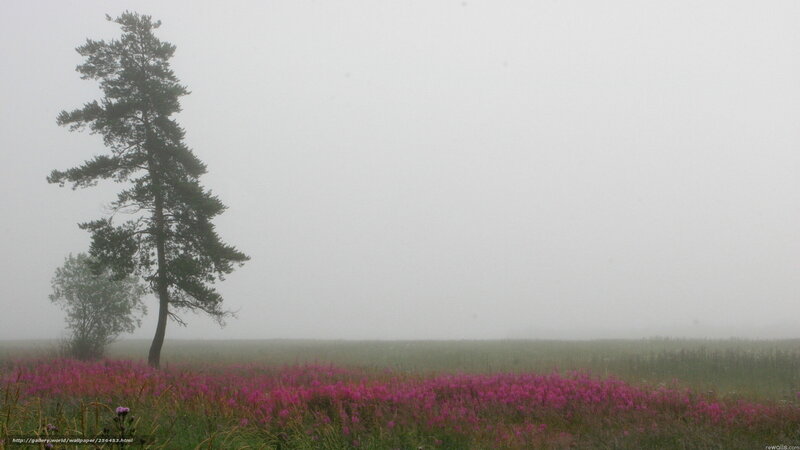 Misty field with pink flowers