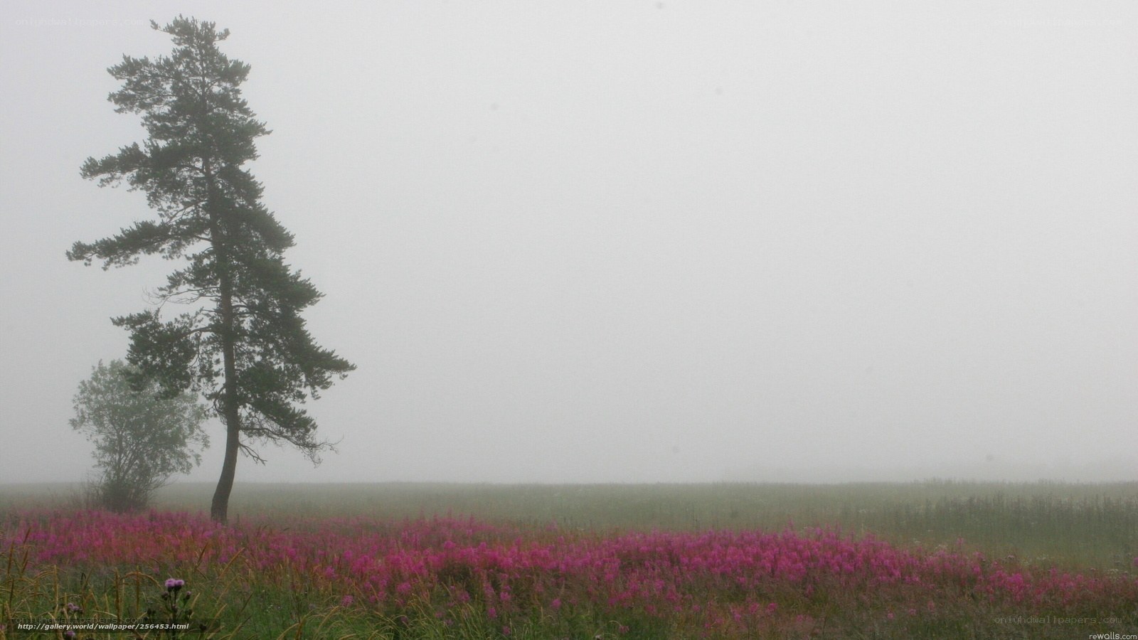 Misty field with pink flowers