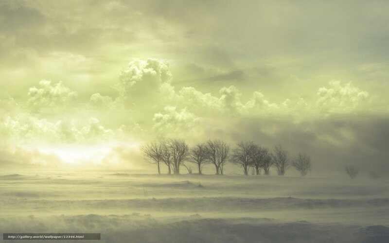 Misty Field with Trees