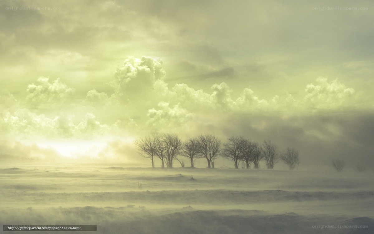 Misty Field with Trees