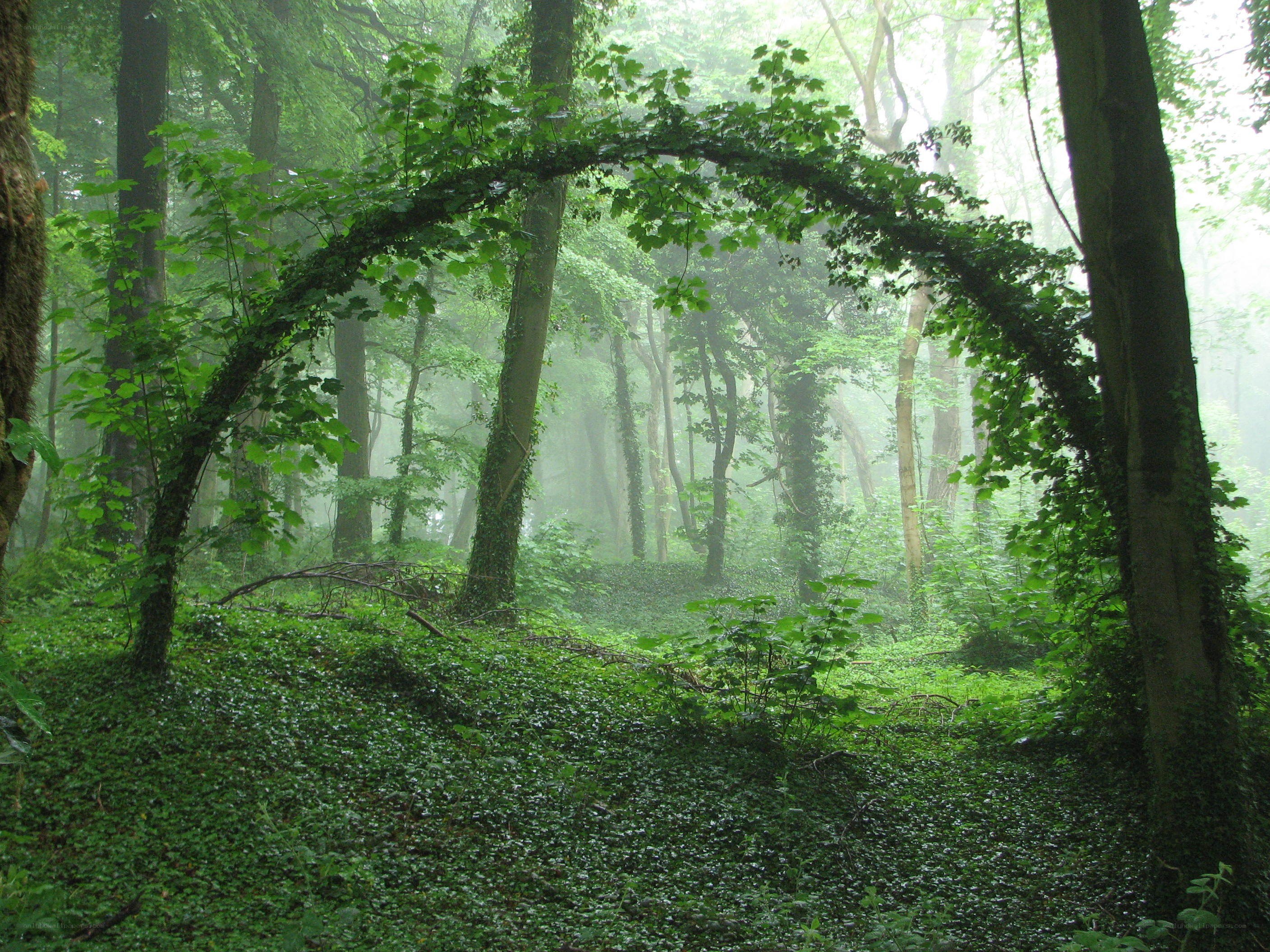 Misty forest archway
