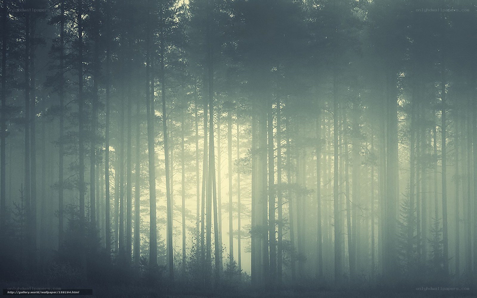 Misty forest at dawn