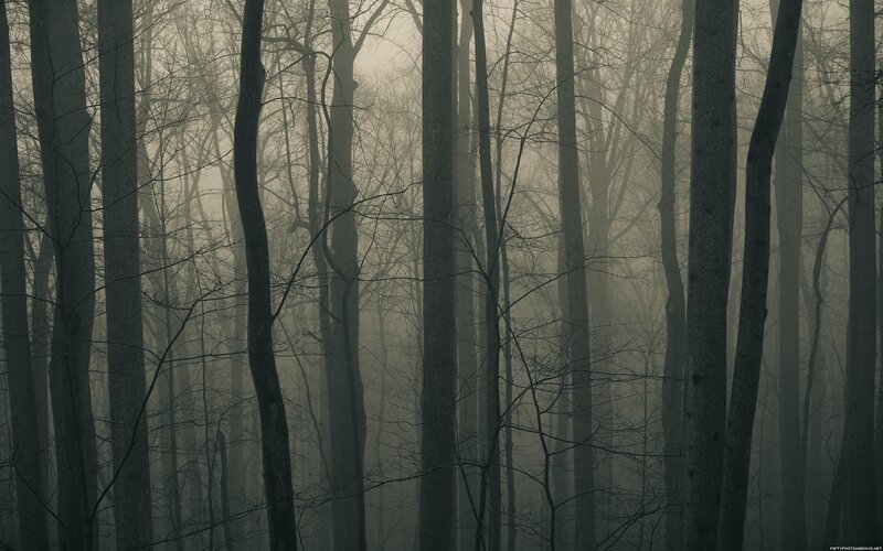Misty forest at dawn