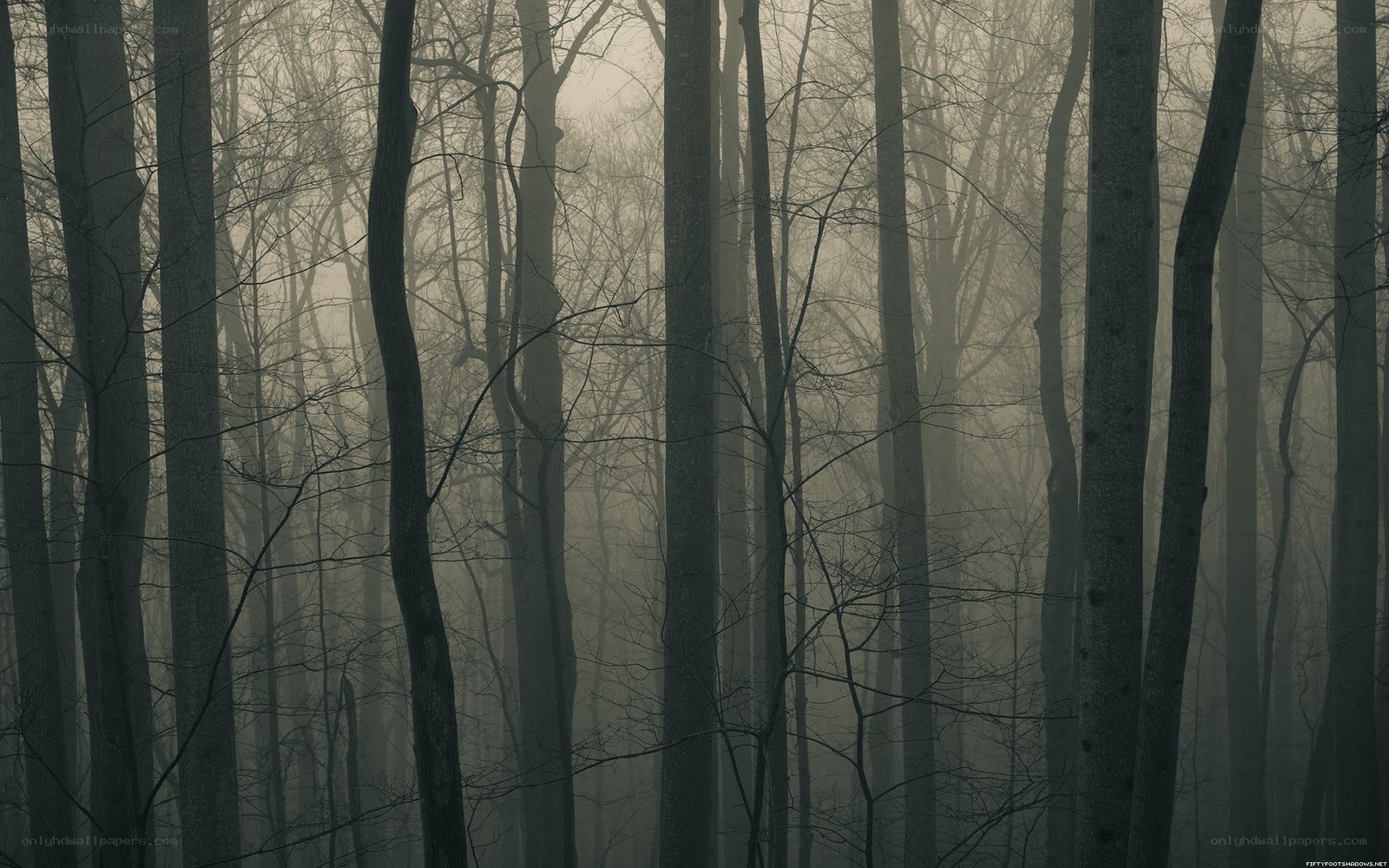 Misty forest at dawn