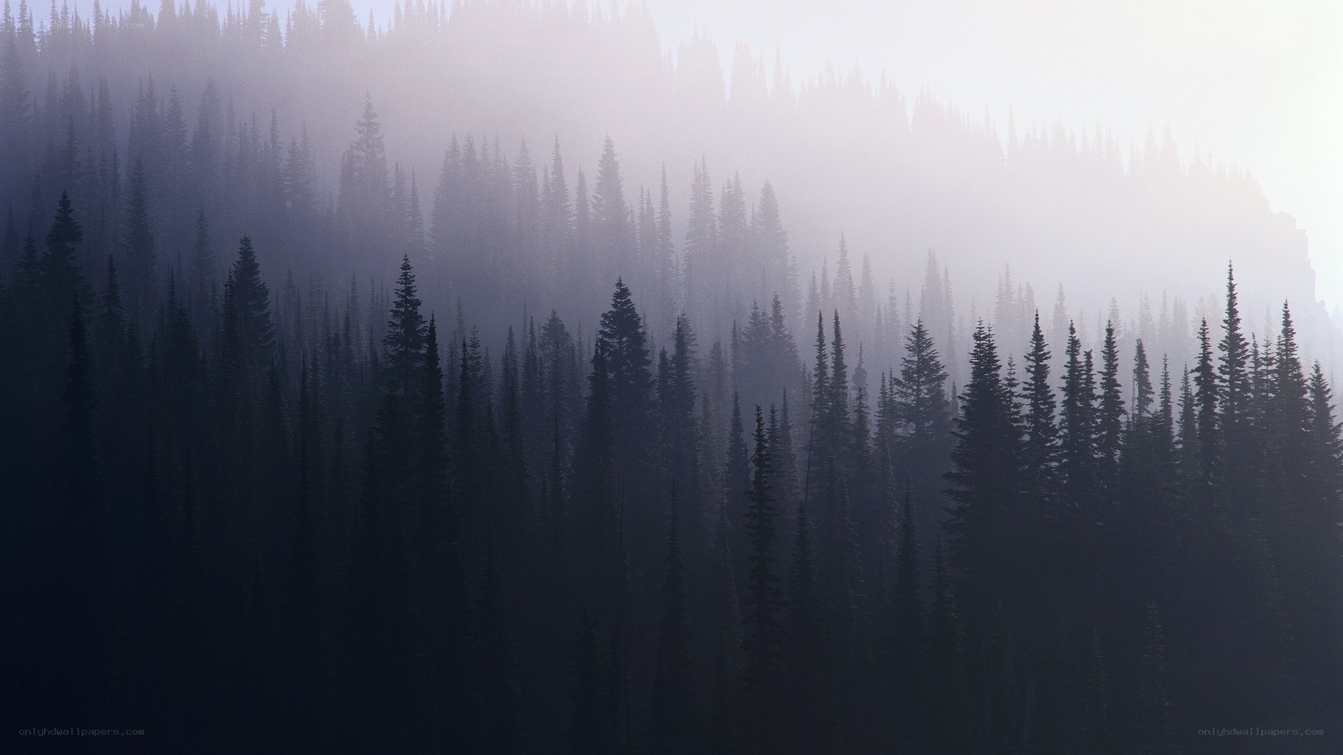 Misty forest at dawn