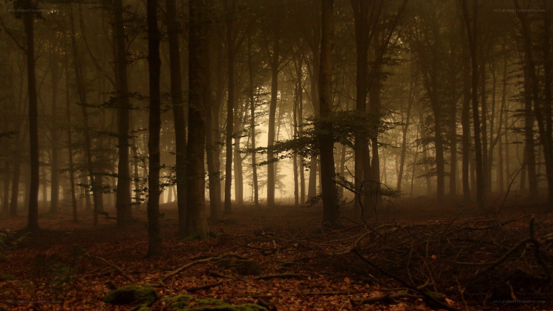 Misty forest at dawn