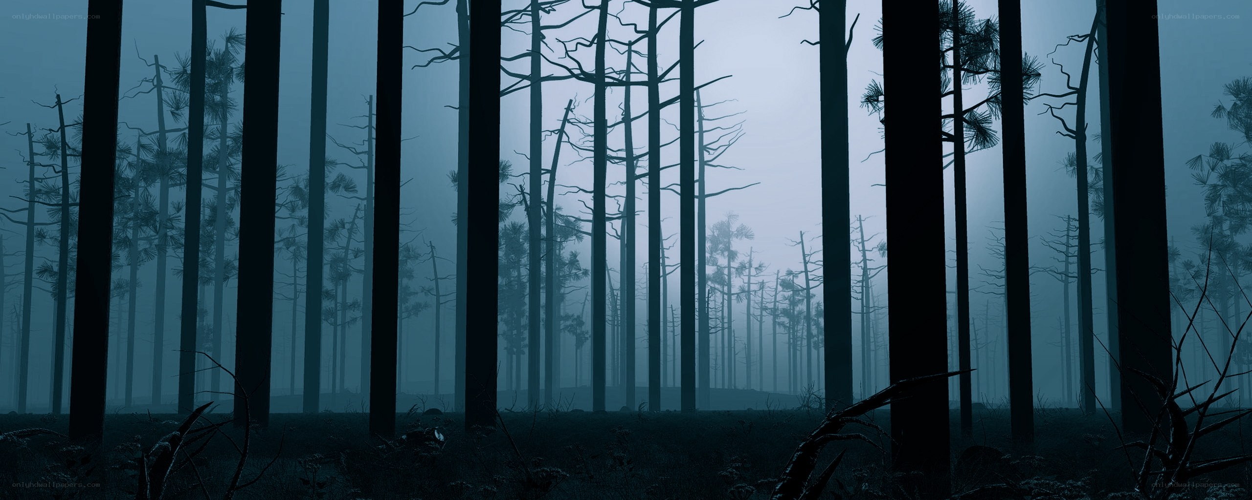 Misty forest at dawn