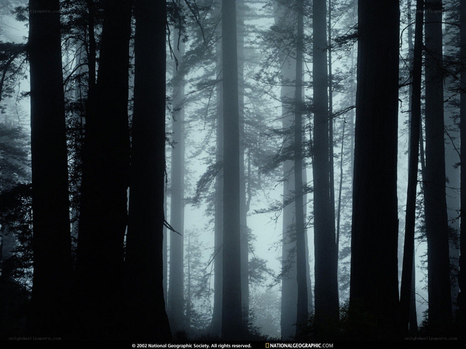 Misty forest at dawn