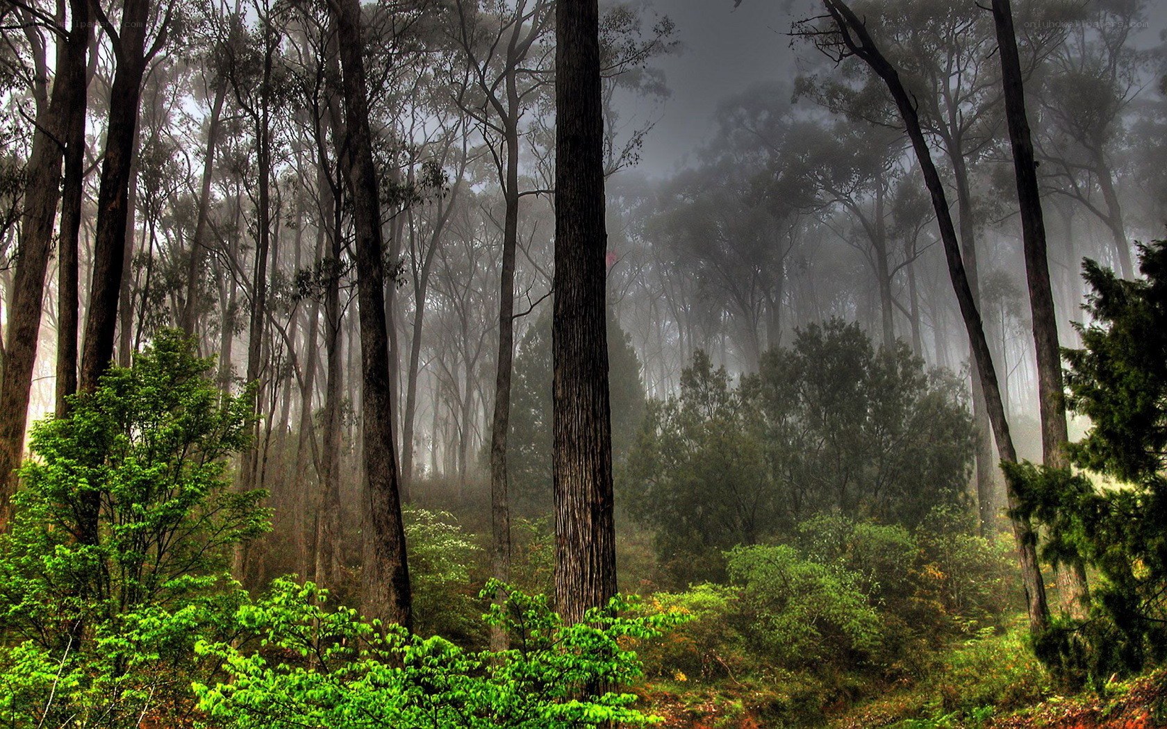 Misty forest at dawn