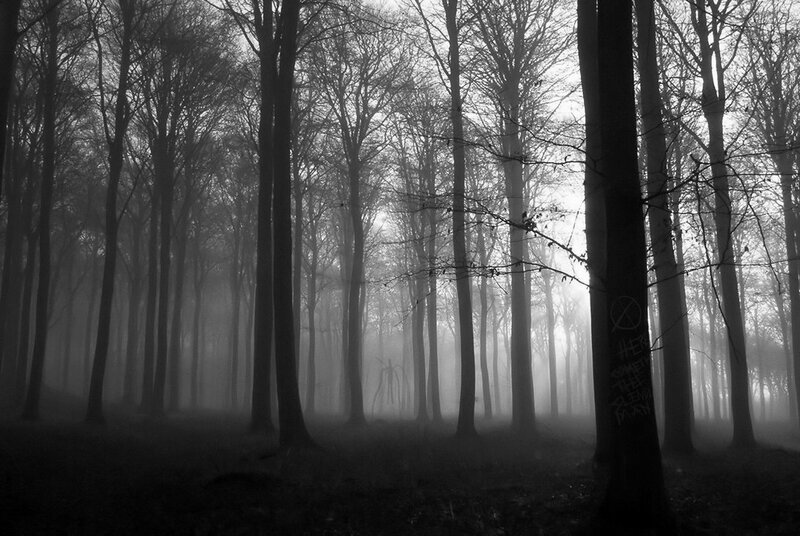 Misty forest at dawn