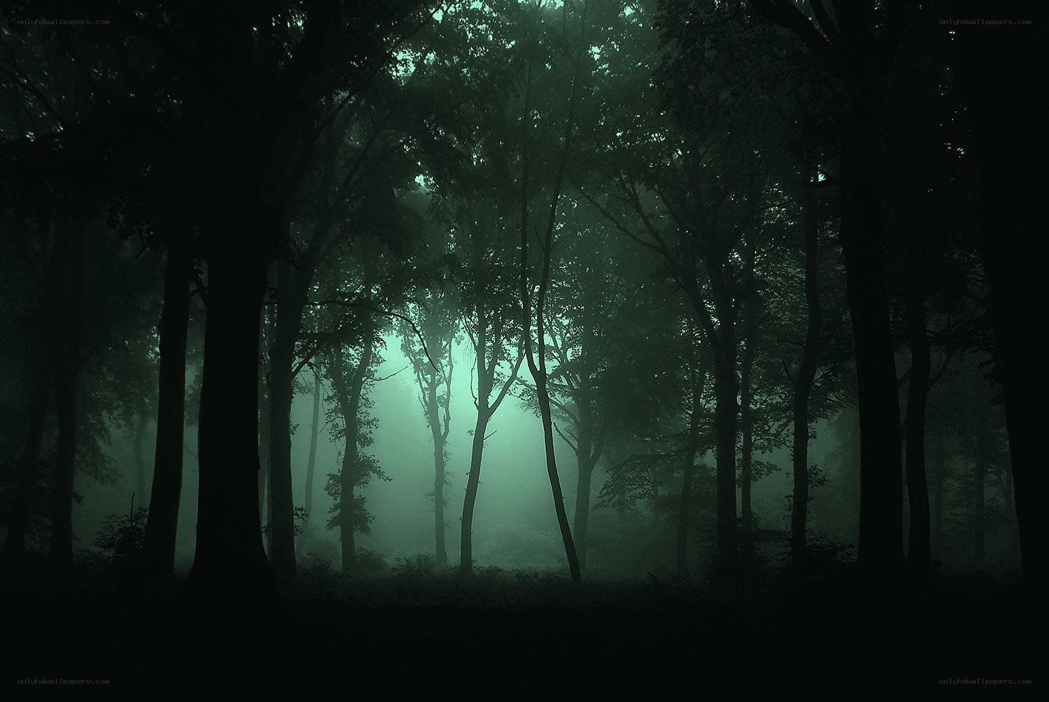 Misty forest at dawn
