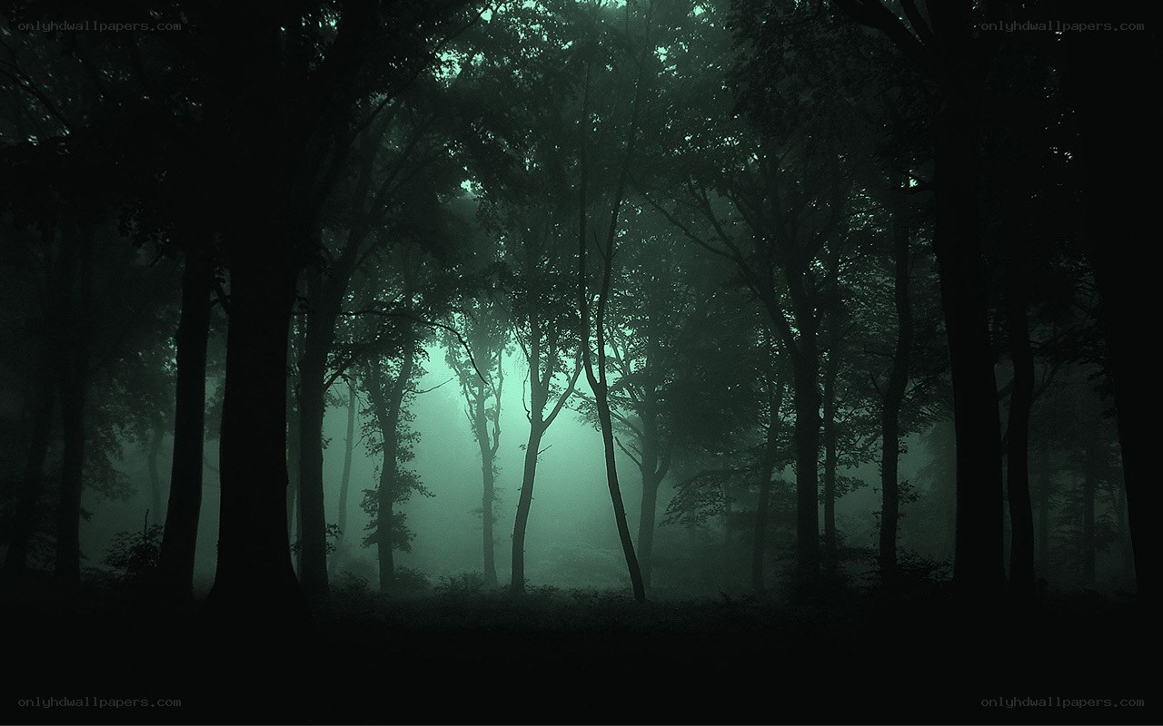 Misty forest at dawn