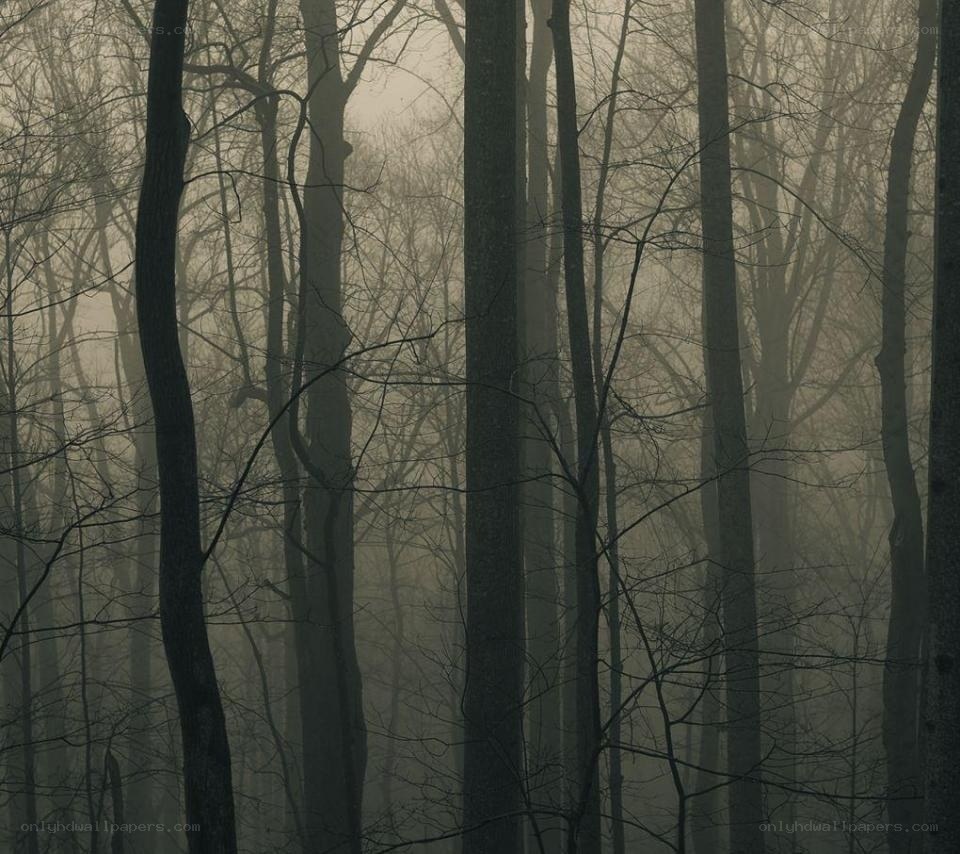 misty forest at dawn