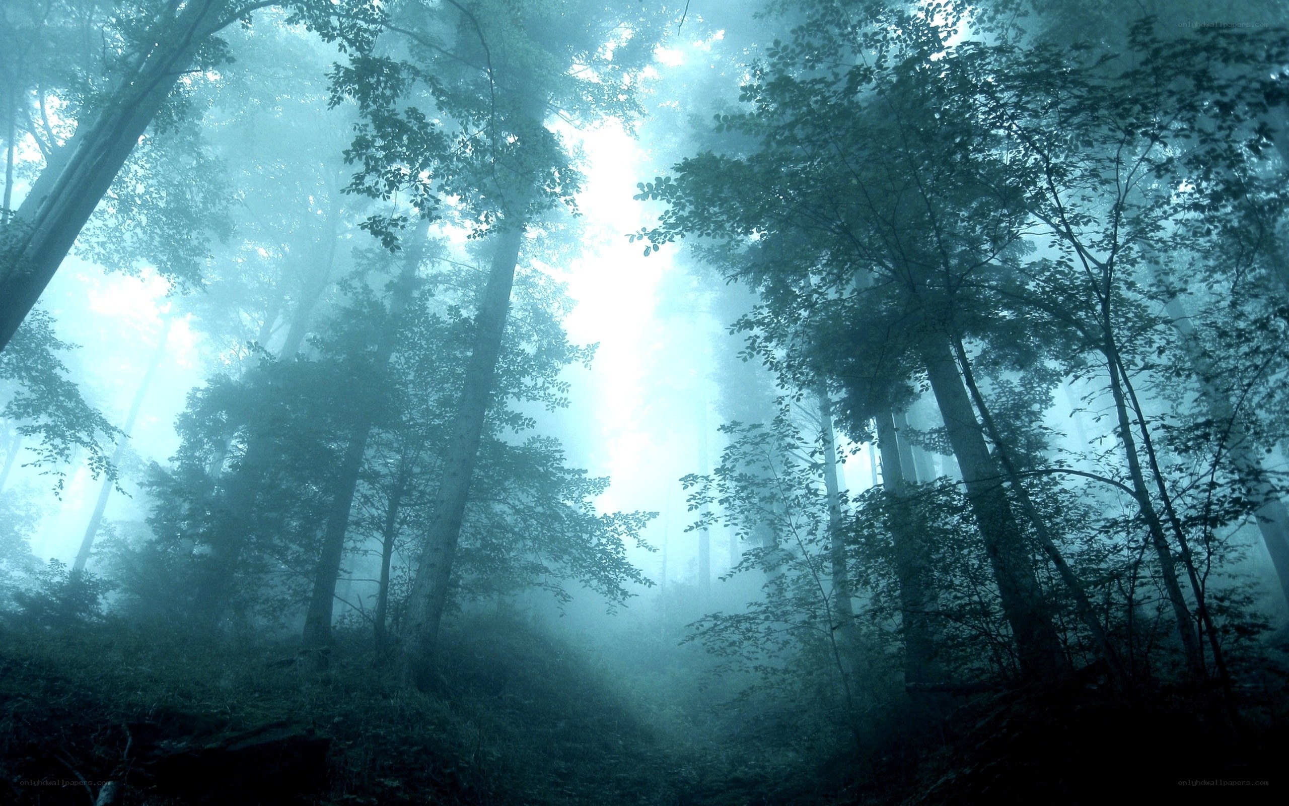 Misty forest at dawn