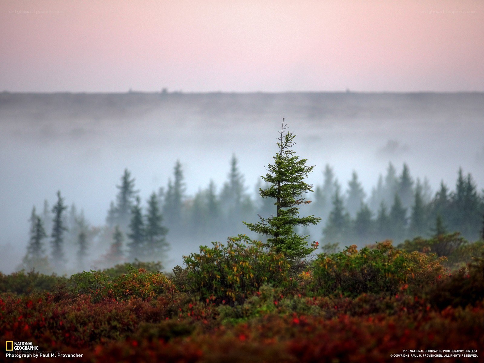 Misty forest at dawn