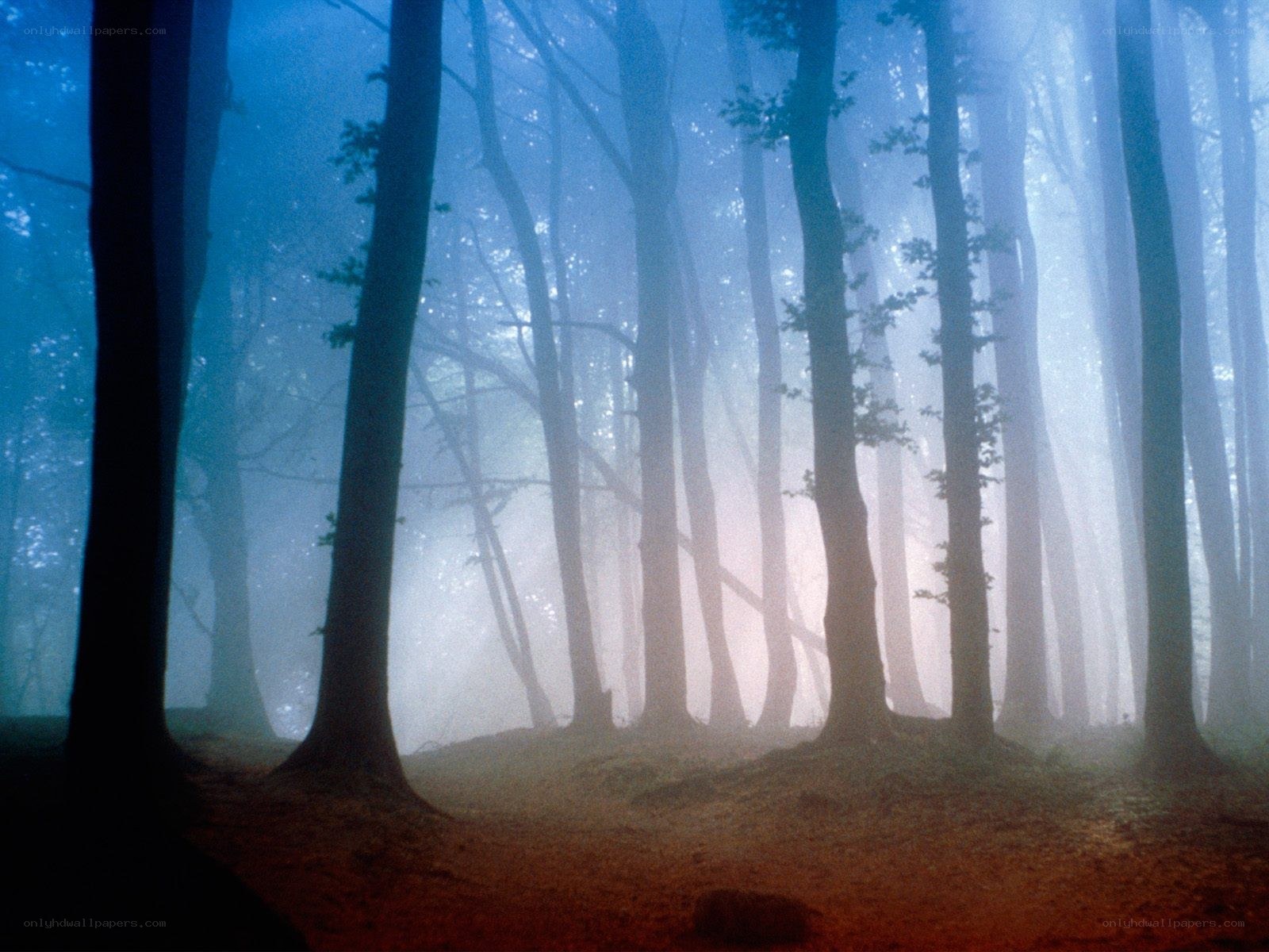 Misty forest at dawn