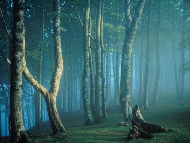 Misty forest at dawn