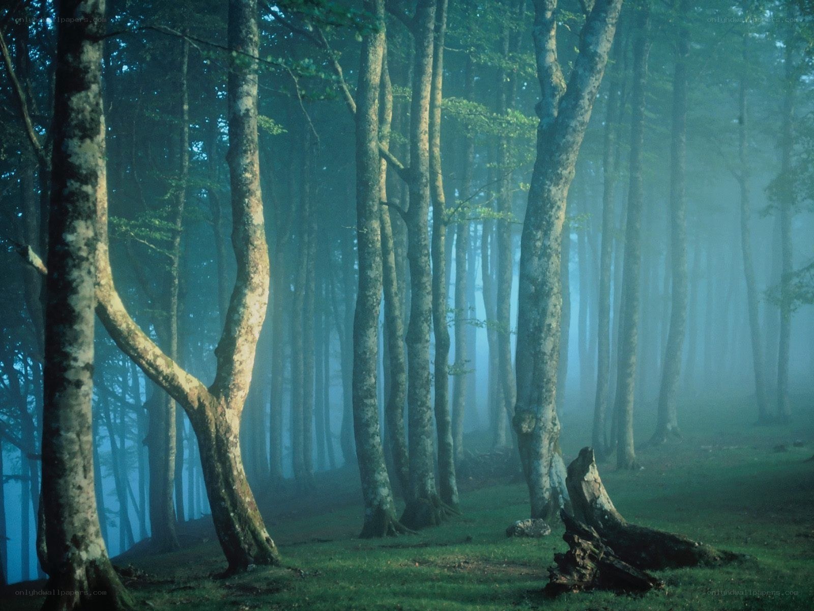 Misty forest at dawn