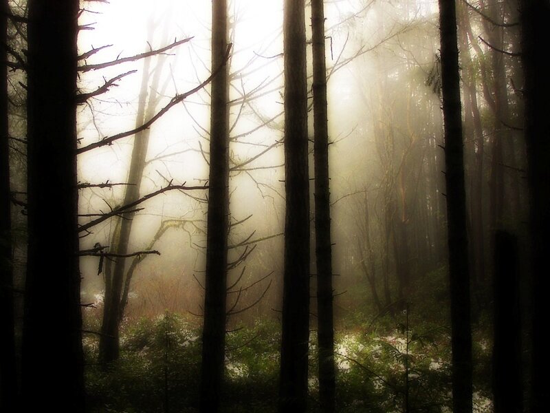 Misty forest at dawn