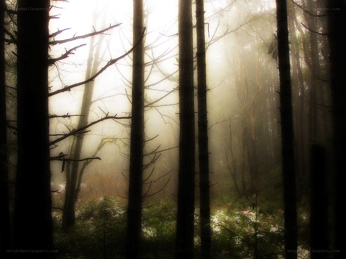Misty forest at dawn