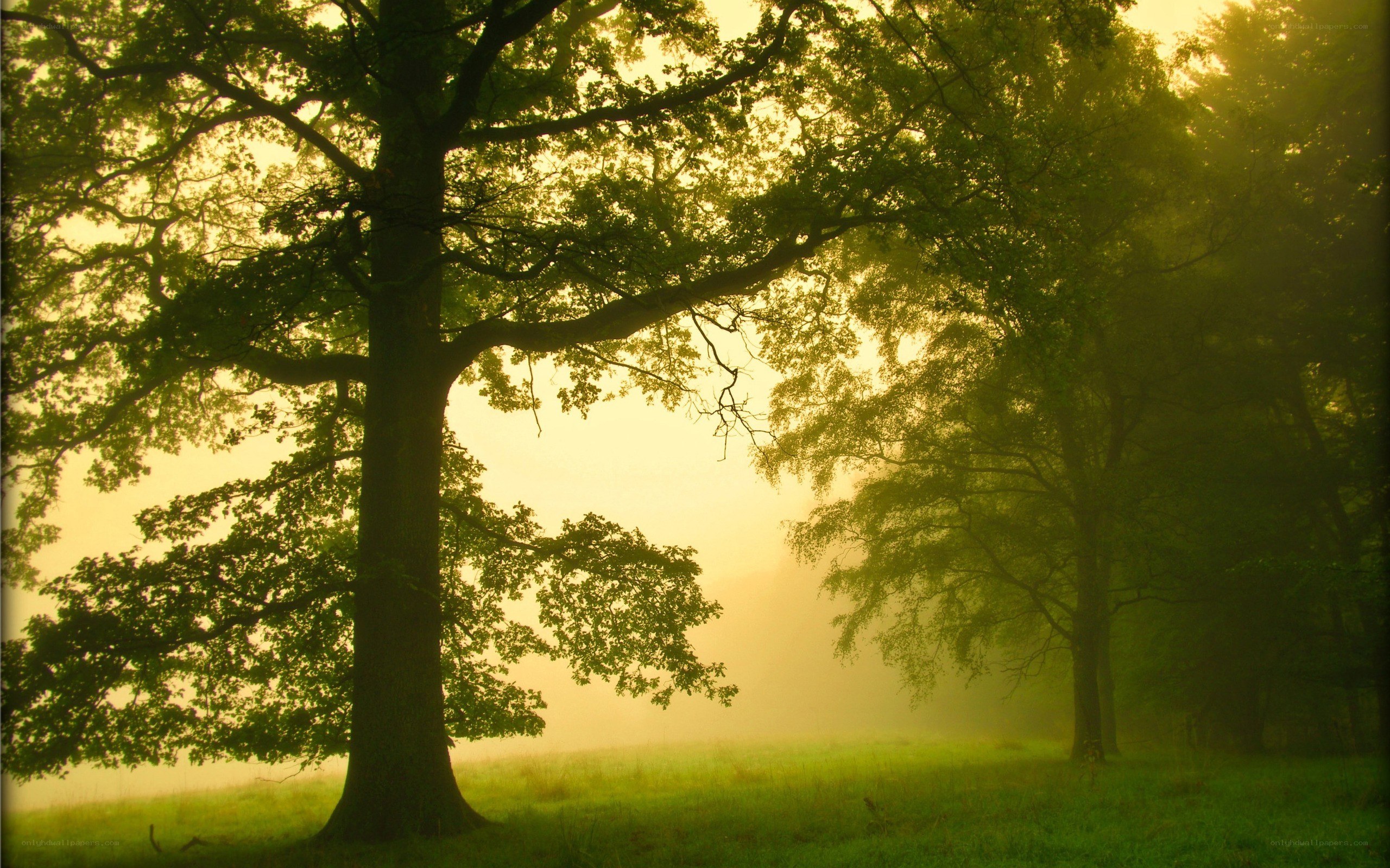 Misty forest at dawn