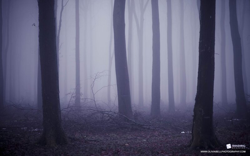 Misty forest at dawn