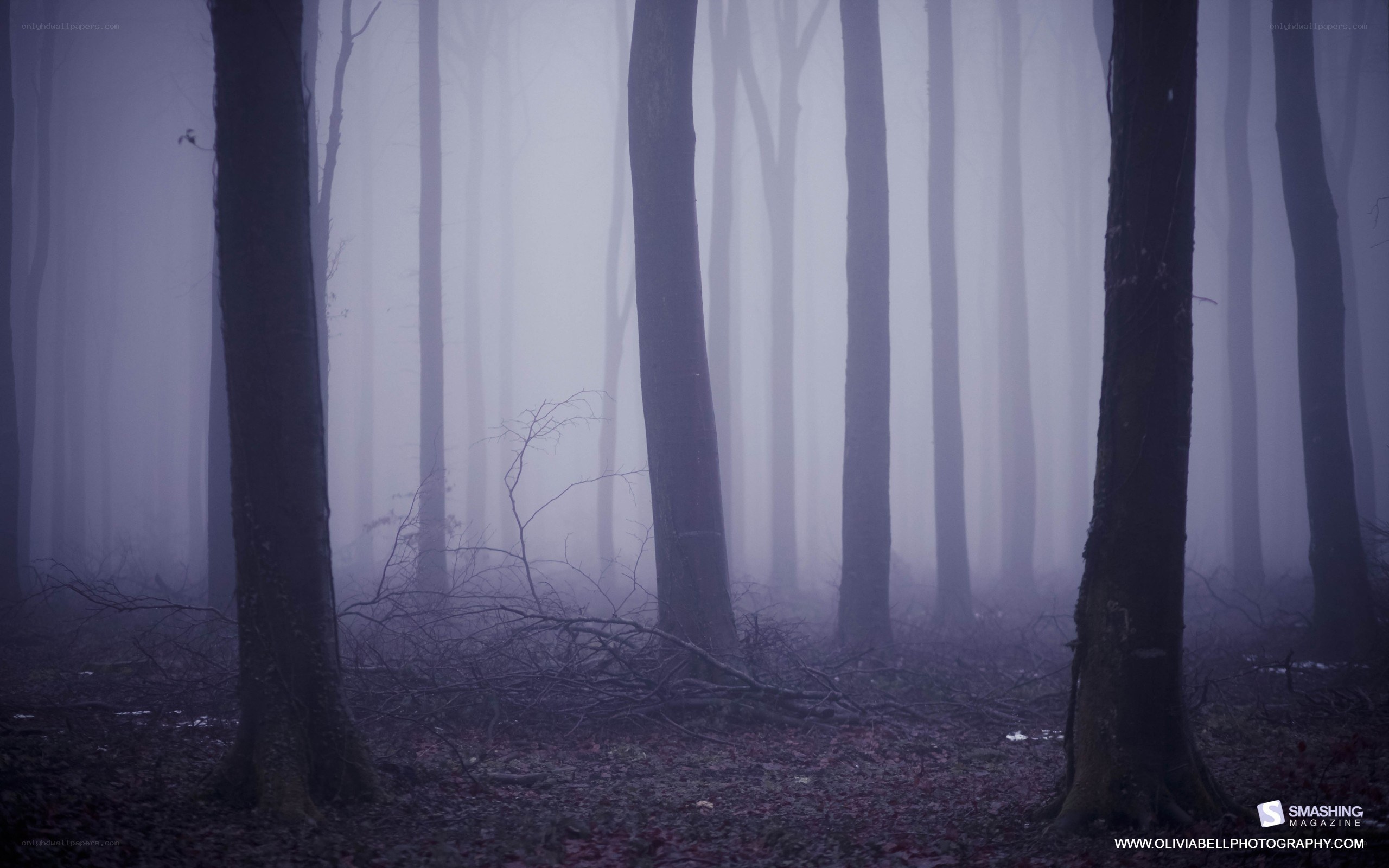 Misty forest at dawn