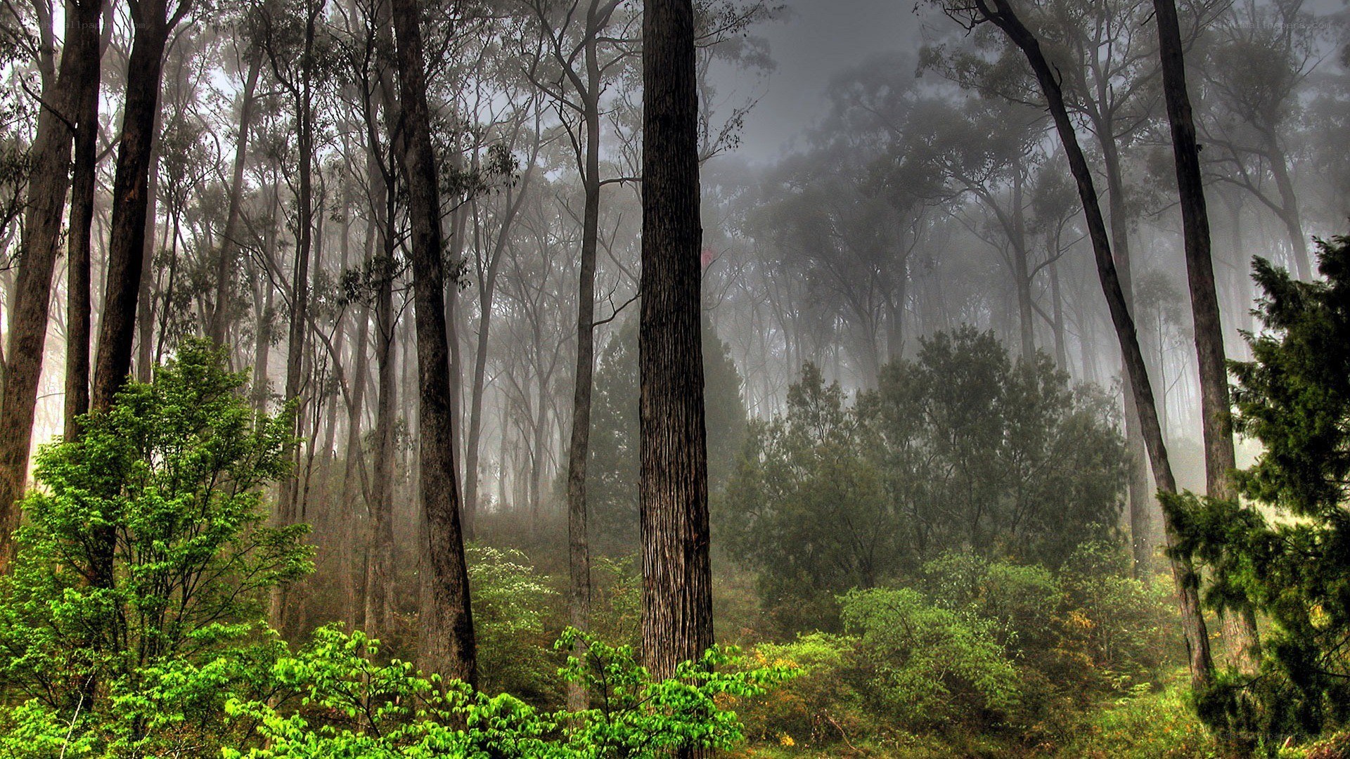 Misty forest at dawn