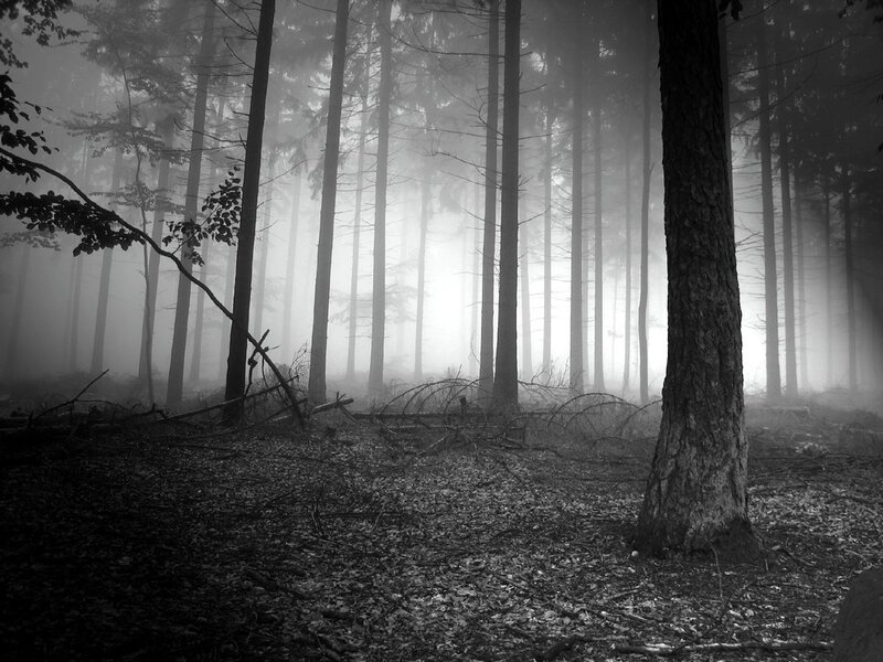 Misty forest at dawn