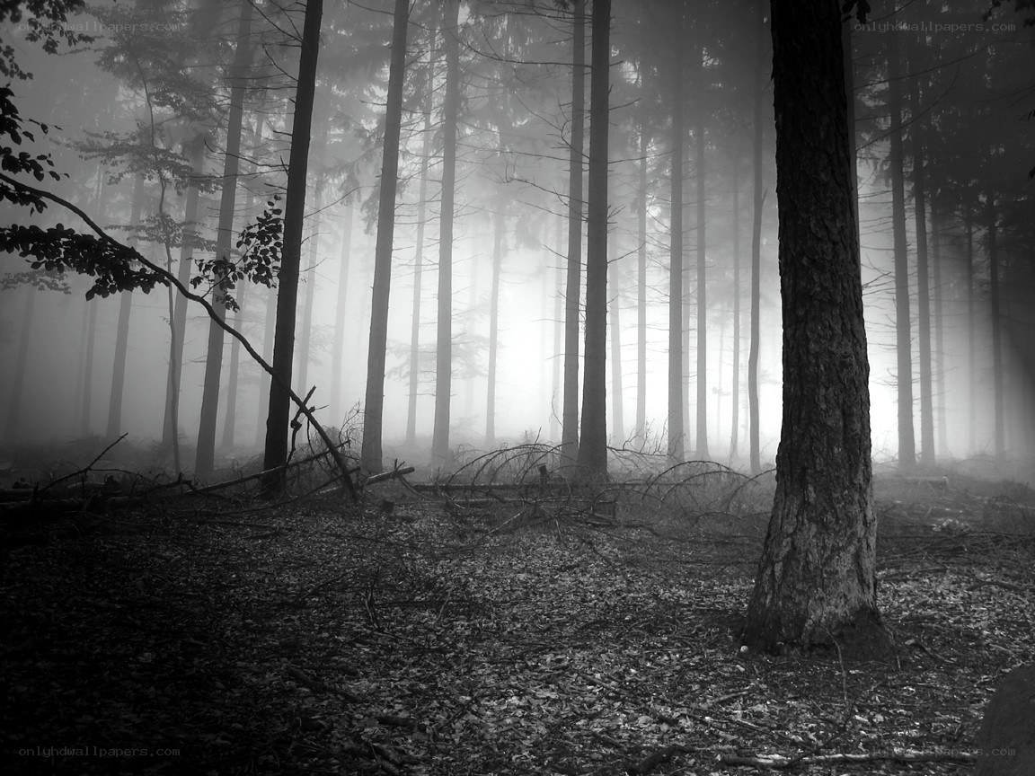 Misty forest at dawn