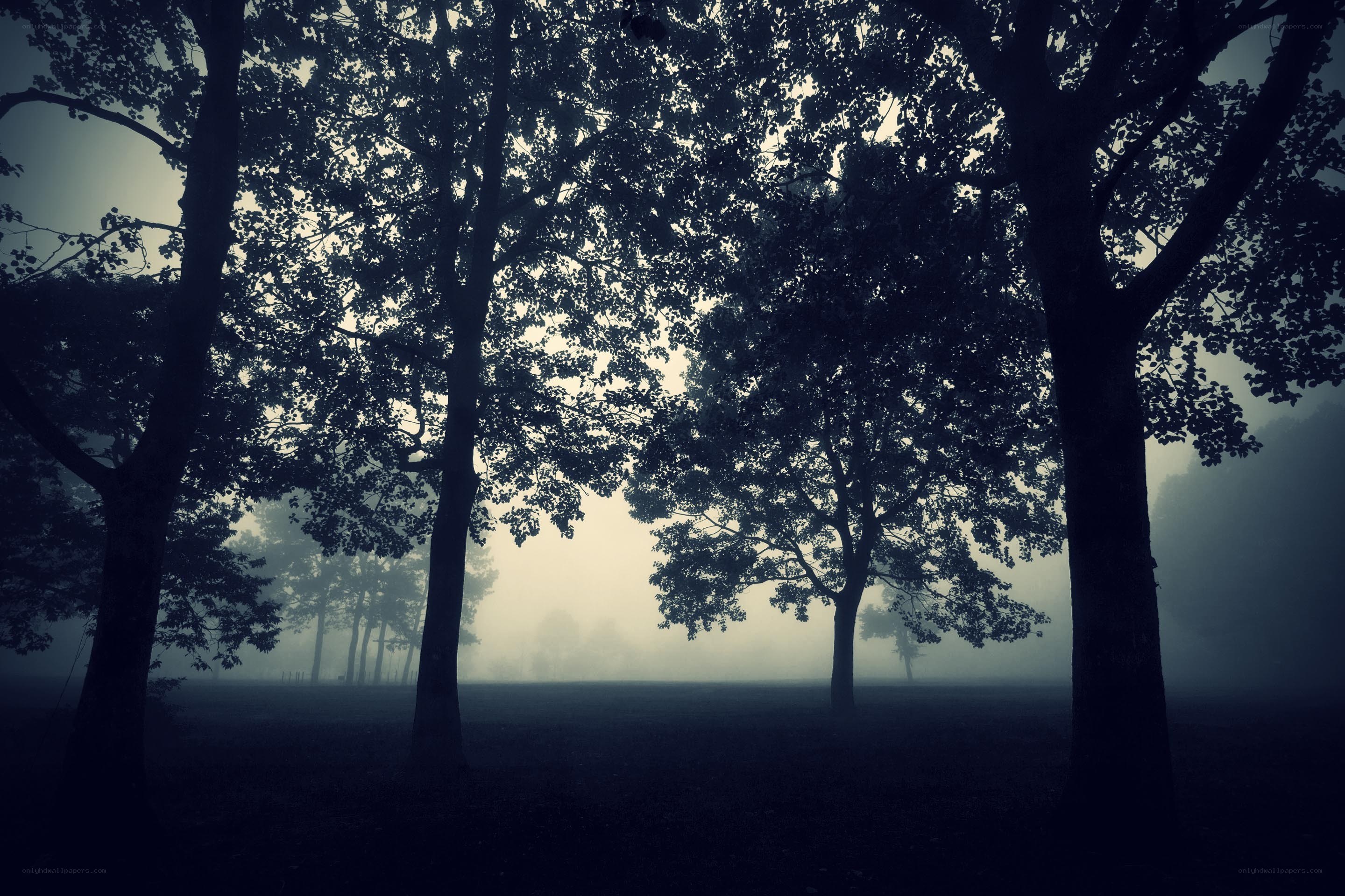 Misty forest at dawn