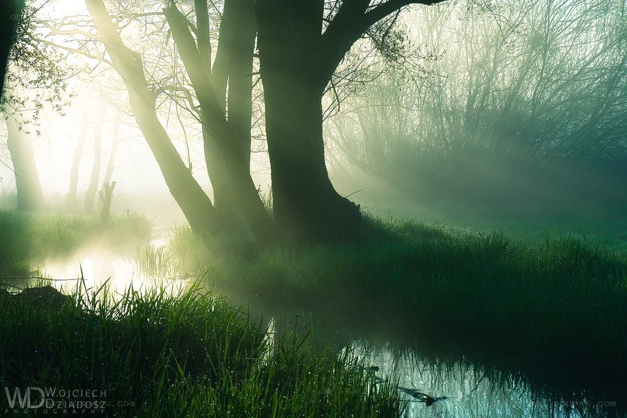 Misty forest at dawn