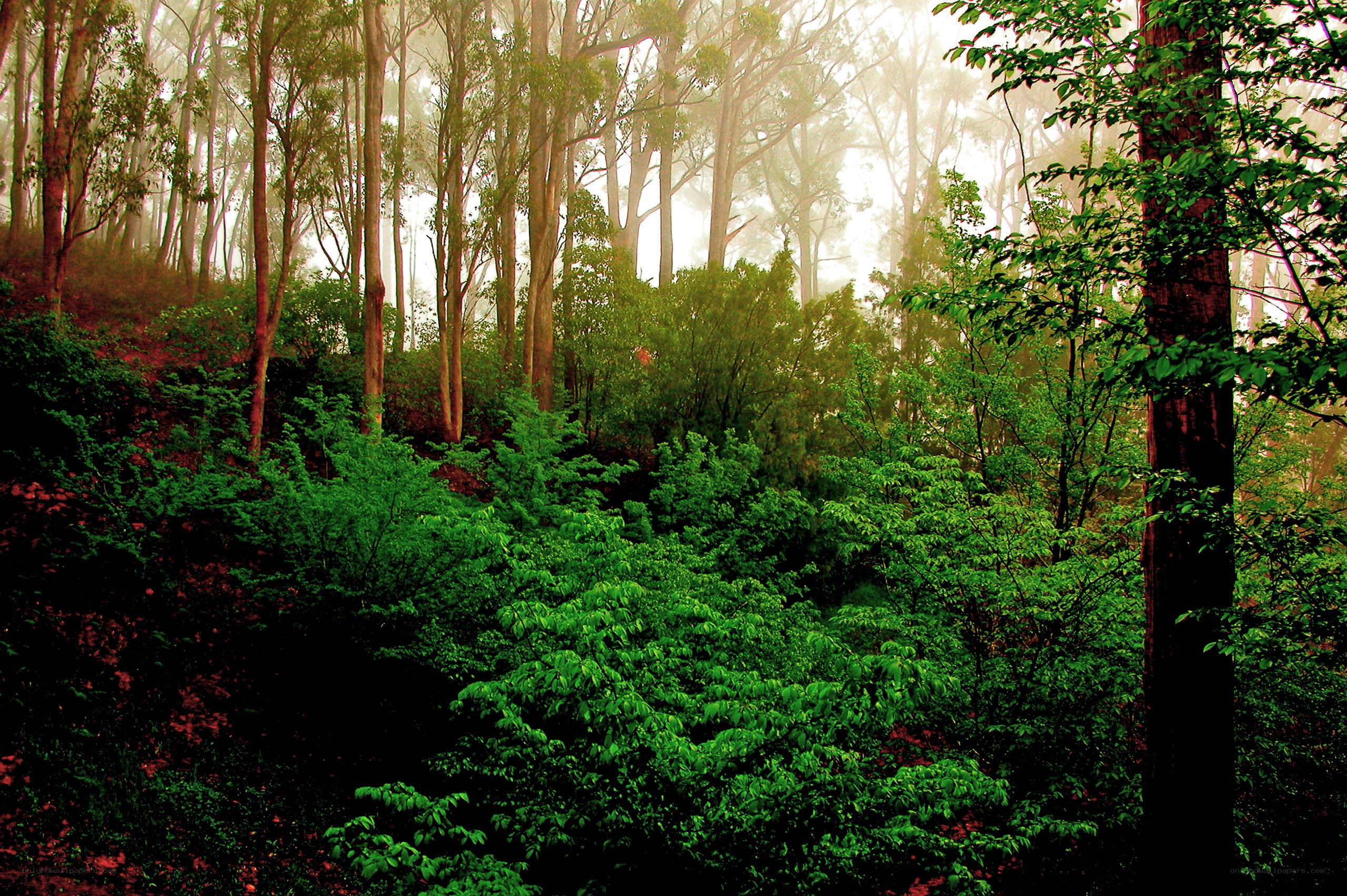 Misty forest at dawn