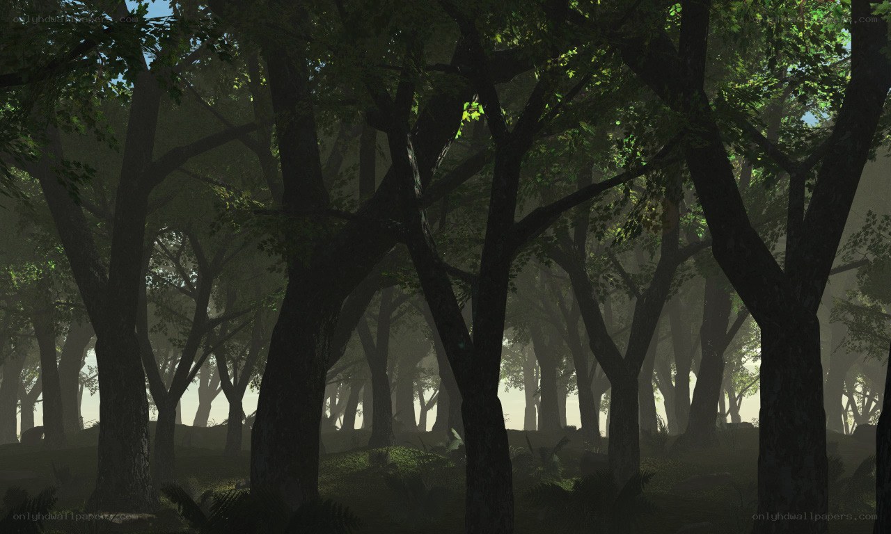 Misty forest at dawn