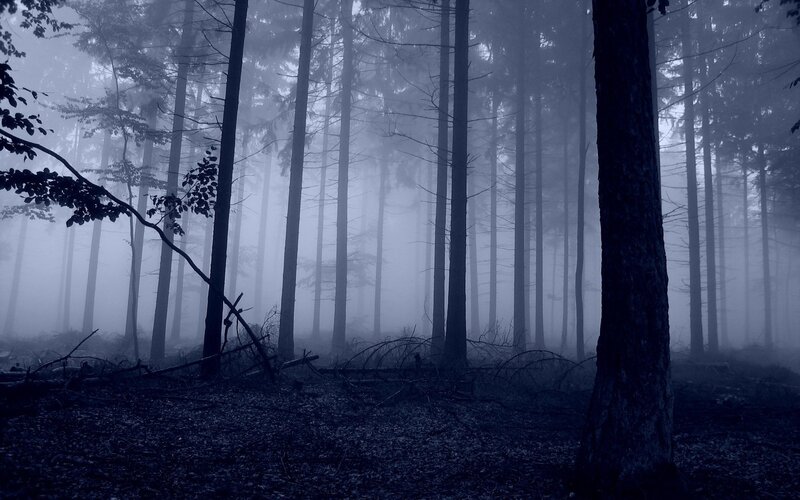 Misty forest at dawn