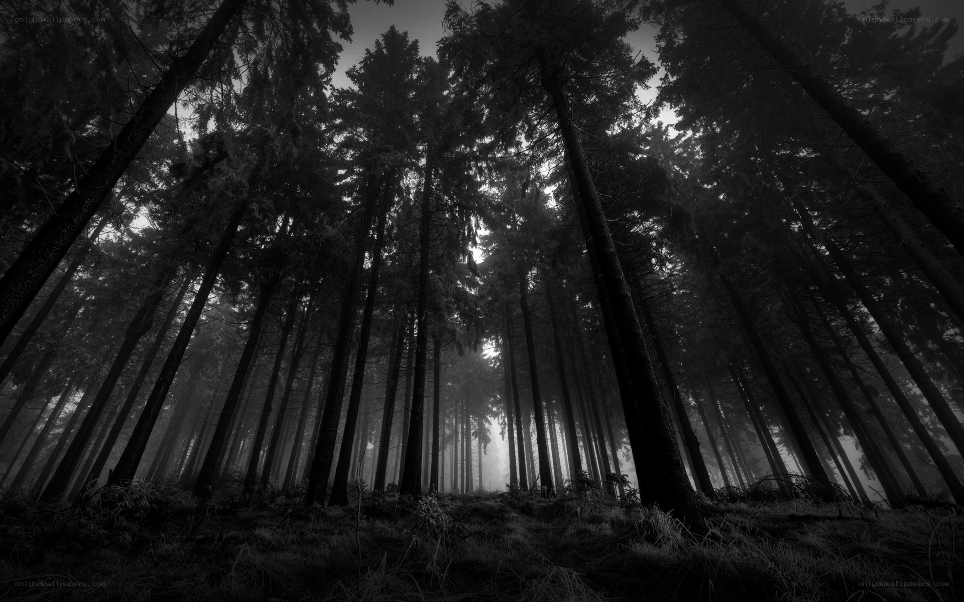Misty forest at dawn