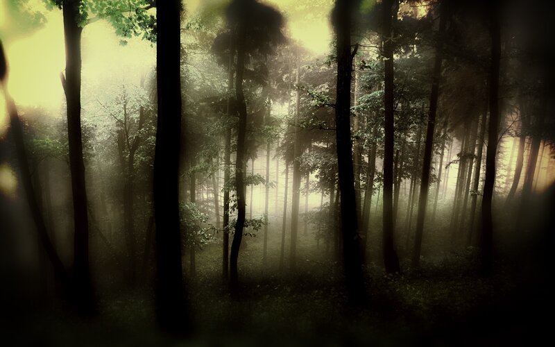 Misty forest at dawn
