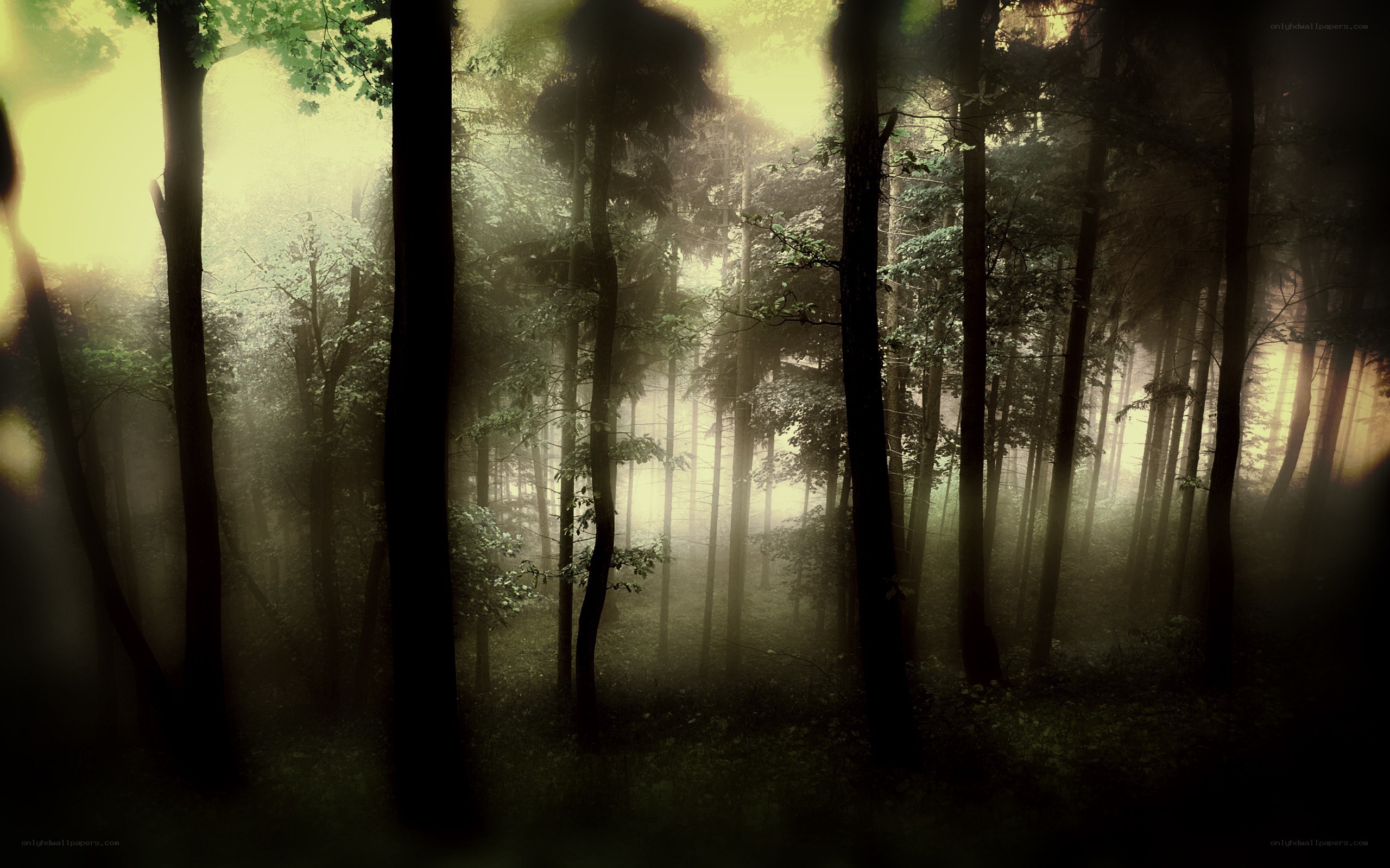 Misty forest at dawn