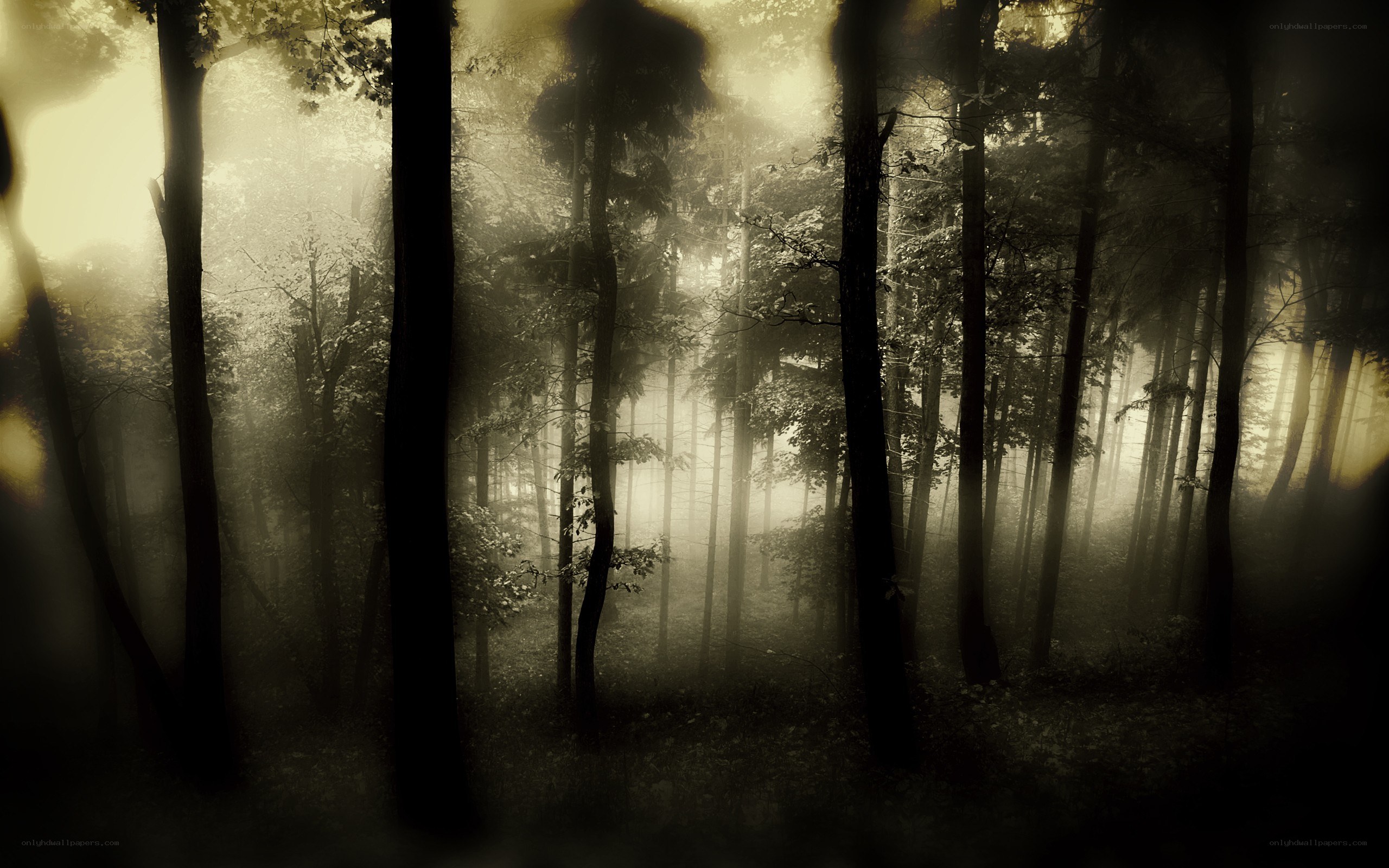 Misty forest at dawn