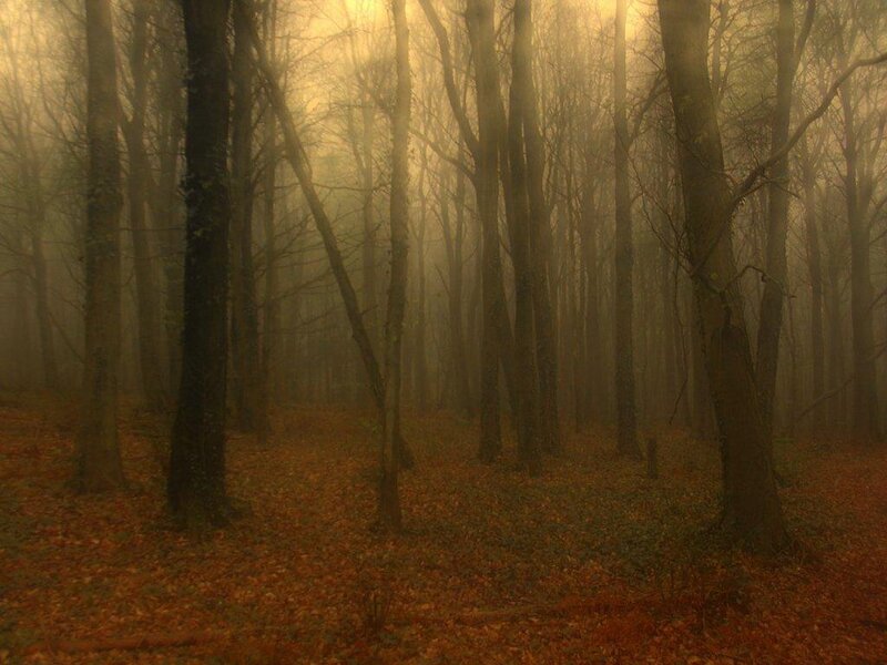 Misty forest at dawn