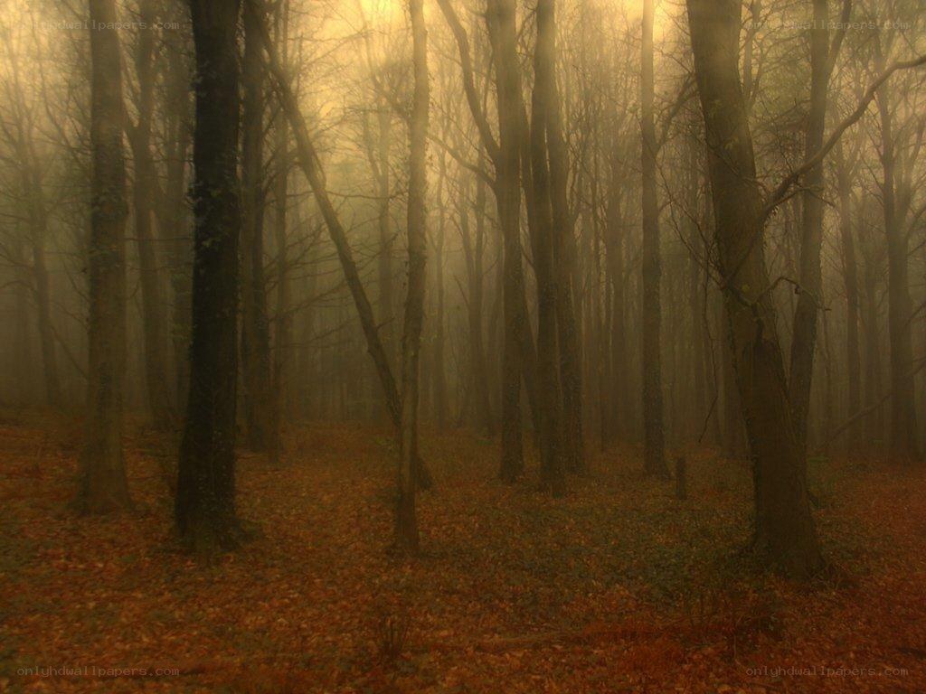 Misty forest at dawn