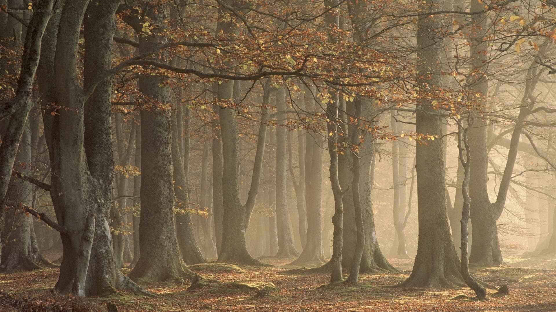 Misty forest at dawn