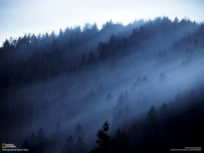 Misty forest at dawn