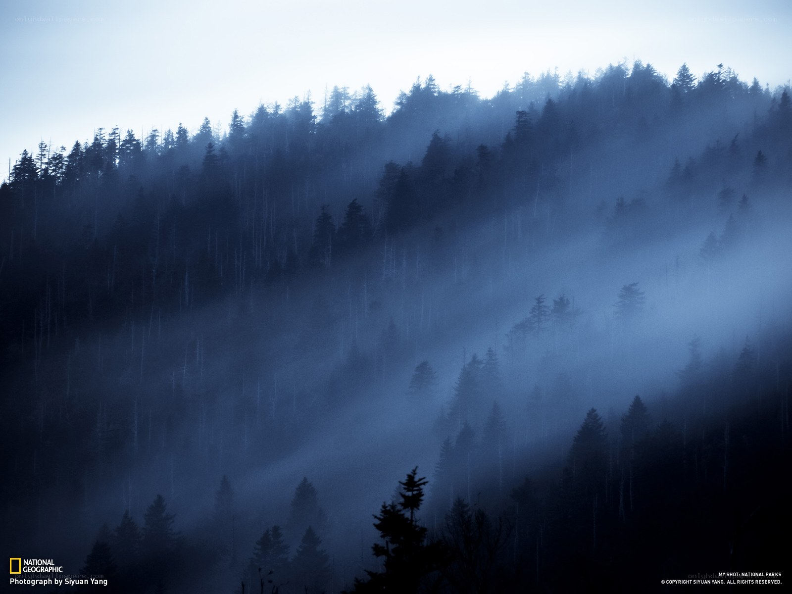 Misty forest at dawn