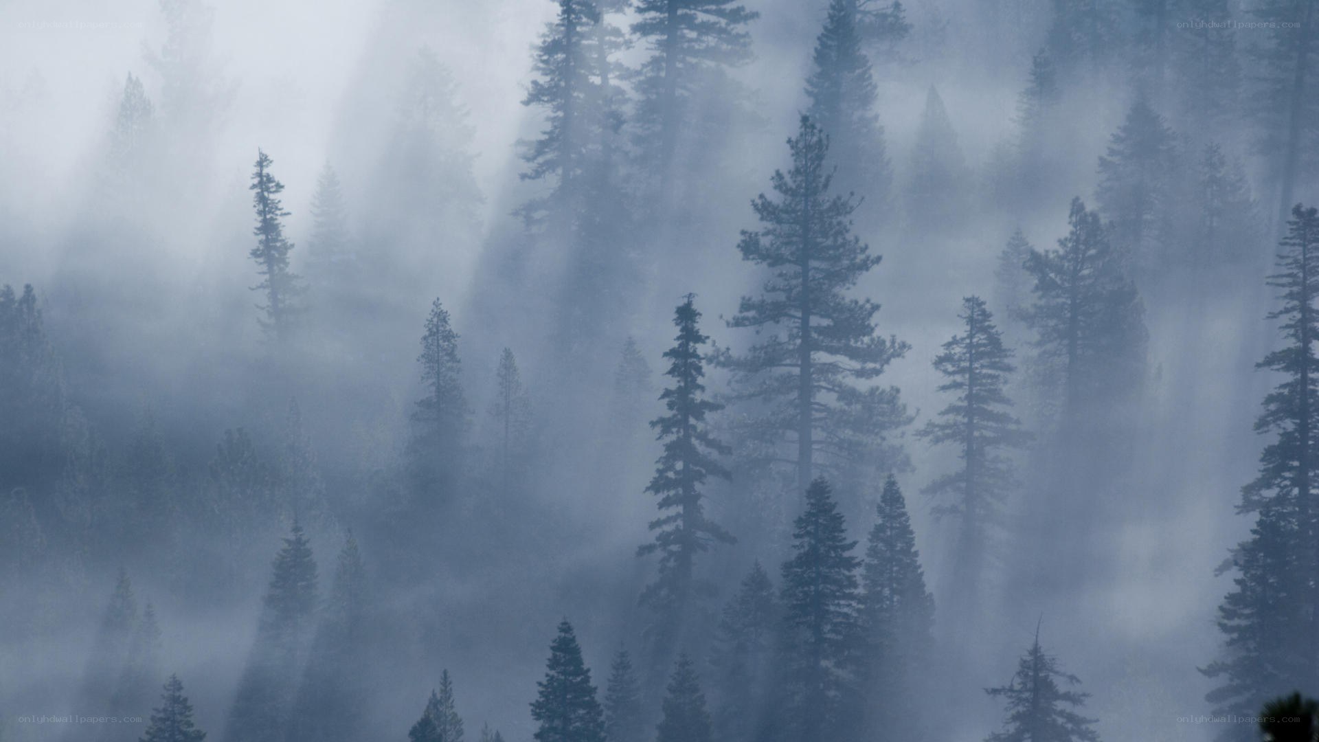 Misty forest at dawn