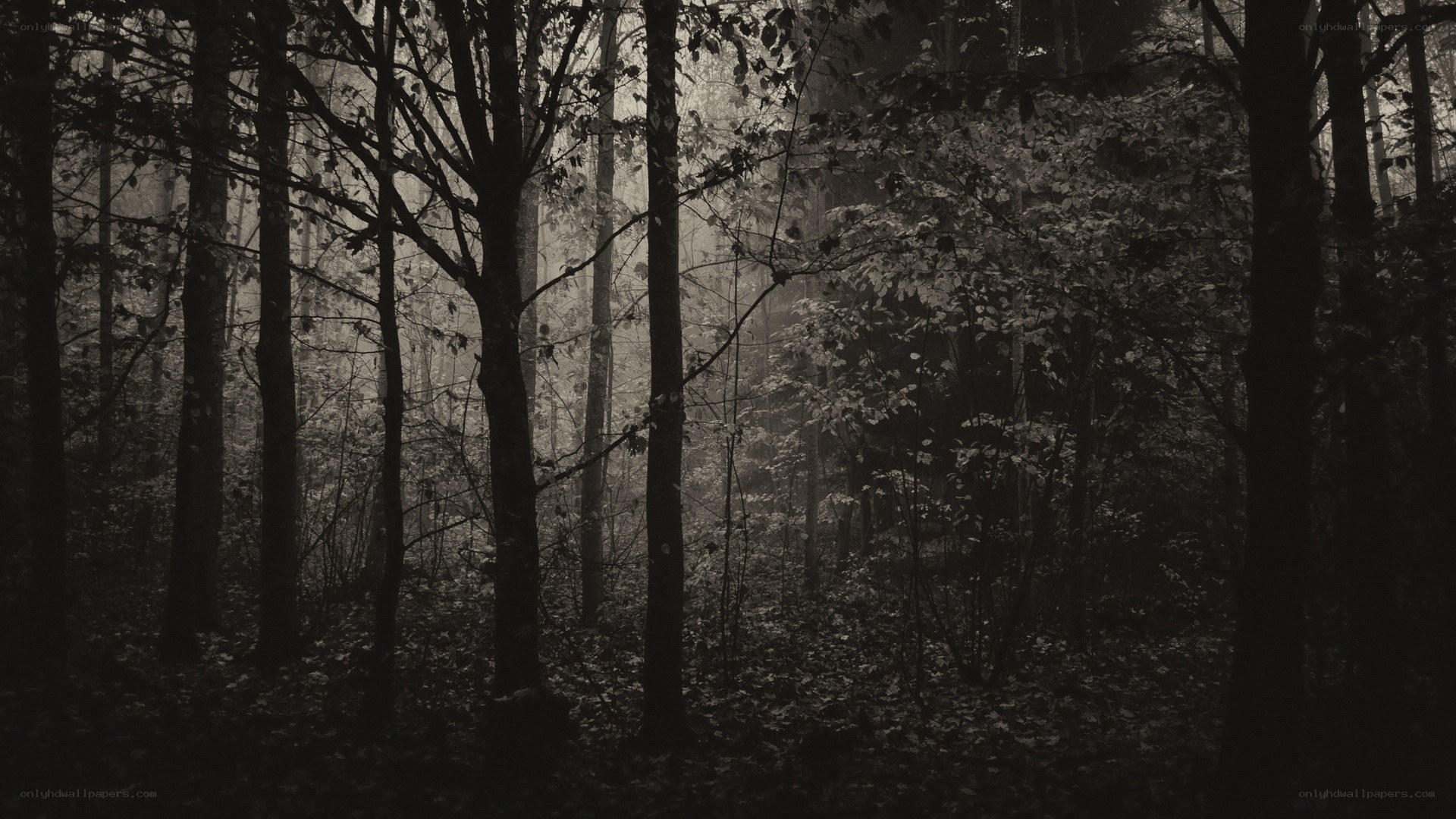 Misty forest at dawn