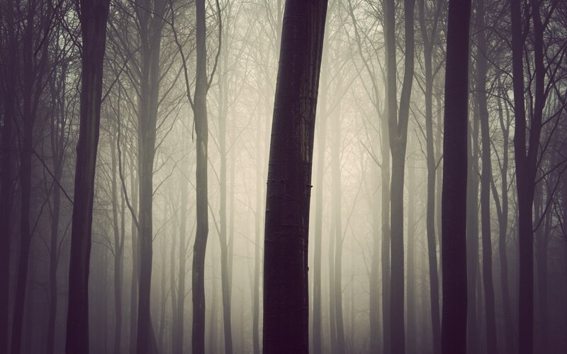 Misty forest at dawn