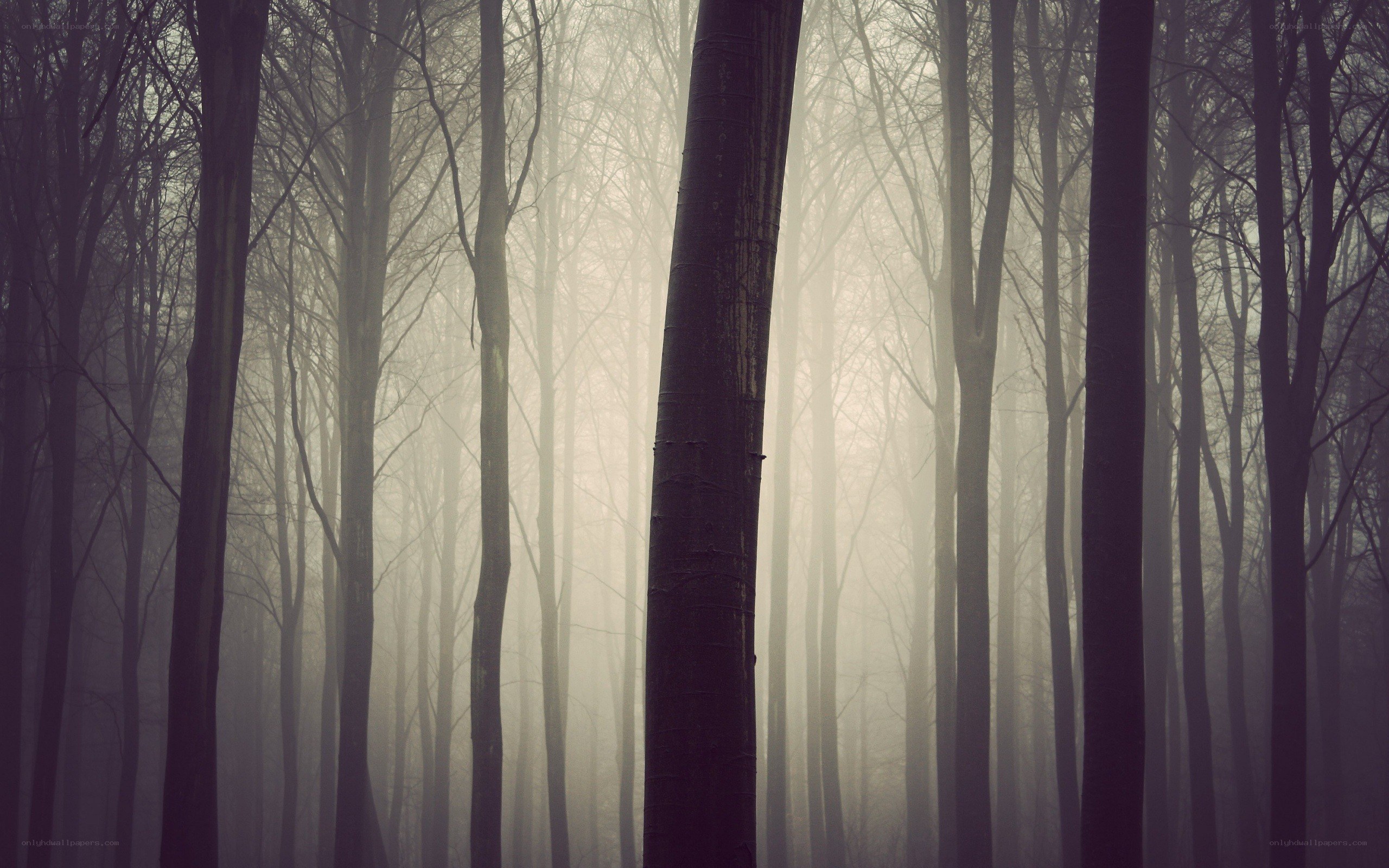 Misty forest at dawn